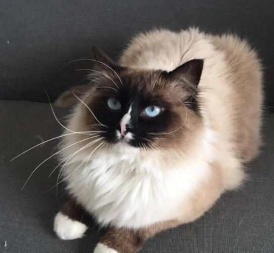 布偶貓毛色護理