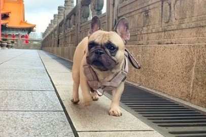 法國鬥牛犬成年照顧