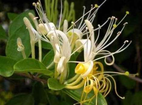 金銀花使用注意事項