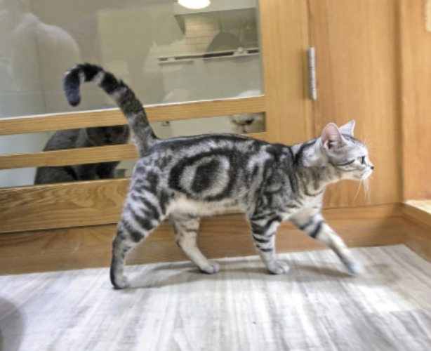 貓咪搖尾巴意思