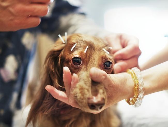 狗針灸不良反應