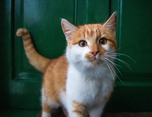 貓咪尾巴擺動意思