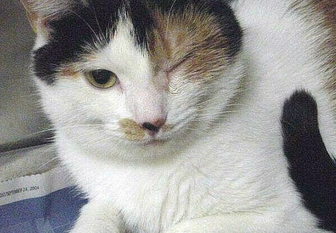 貓角膜受傷症狀