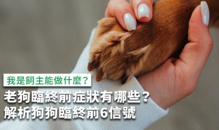 狗臨終照顧