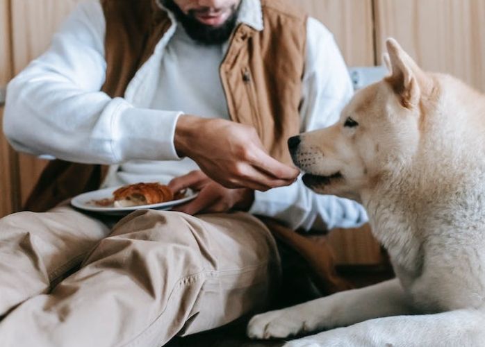 狗狗魚油安全性