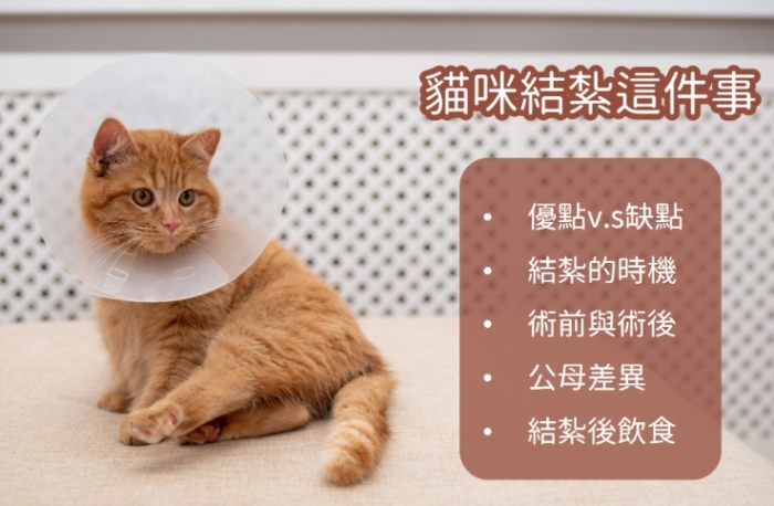公貓結紮費用