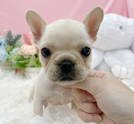 法鬥幼犬健康問題