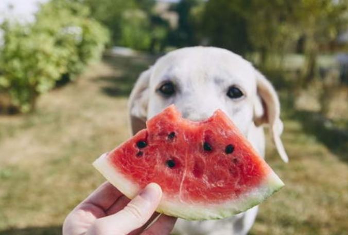 狗狗可以吃西瓜