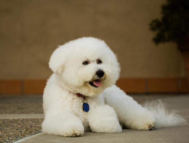 比熊犬飼養困難