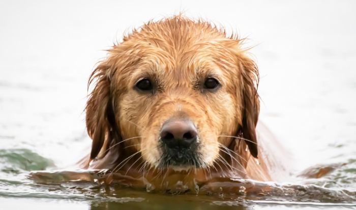黃金獵犬飼養問題