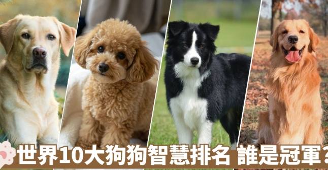 狗智商排名