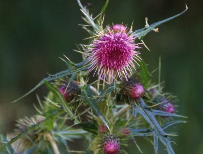 玉山薊食用方法