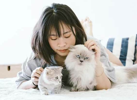 領養貓注意事項