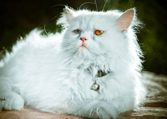 波斯貓性格特點