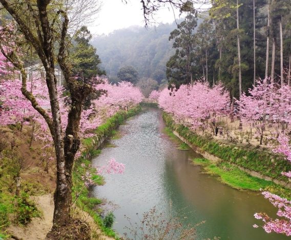 杉林溪賞櫻攻略