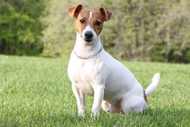 傑克羅素犬平均壽命