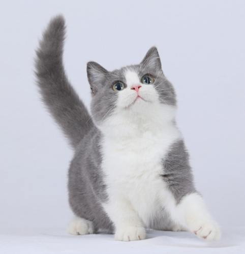 曼赤肯貓行為特點