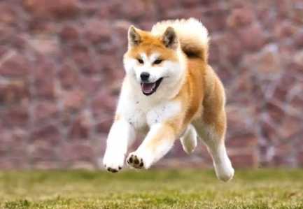 秋田犬柴犬區別