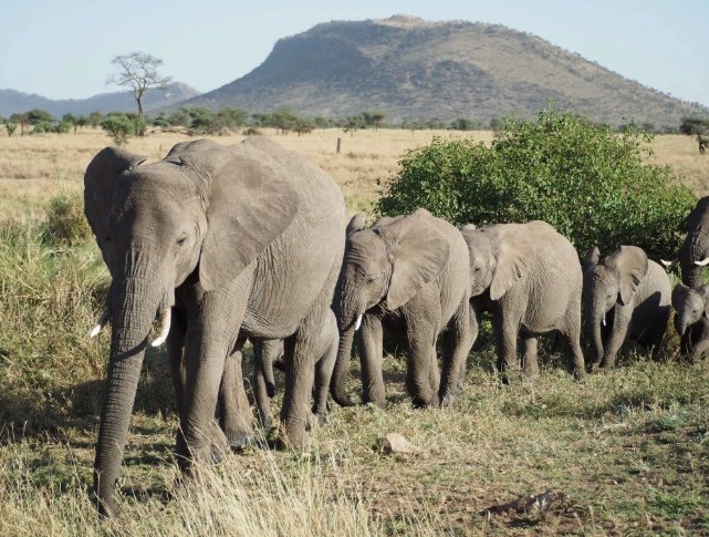 野生動物旅行準備