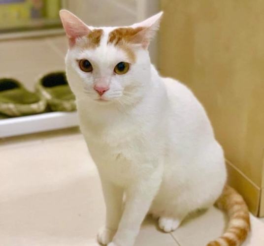 貓咪領養必需品