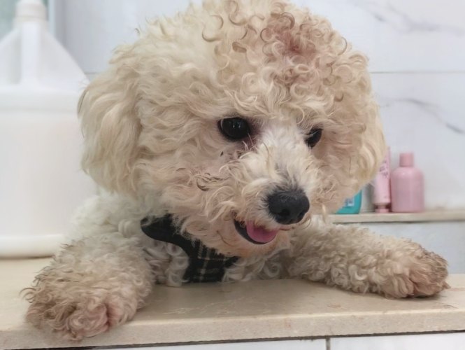 狗狗洗澡後眼睛睜不開