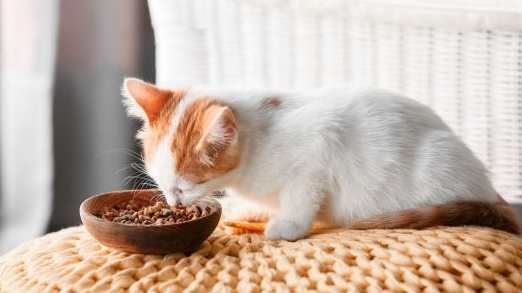 幼貓糧品牌排行榜