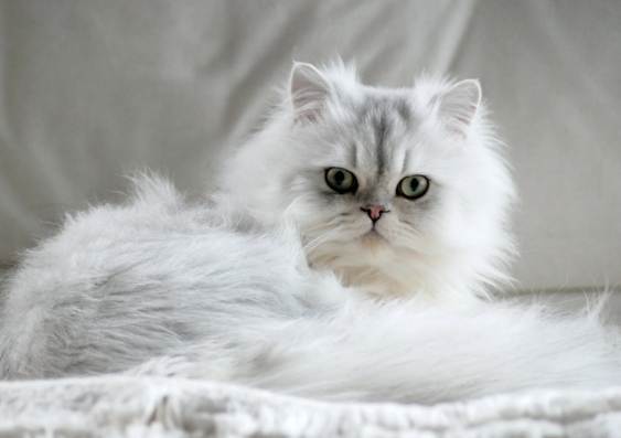 波斯貓健康問題