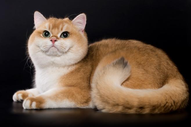 貓咪領養注意事項