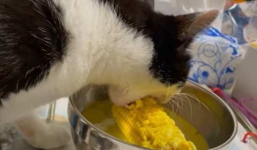 玉米鬚茶對貓的好處與壞處