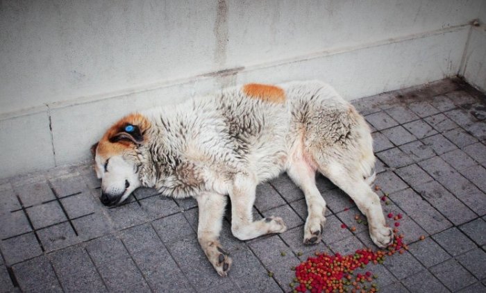 流浪狗領養流程