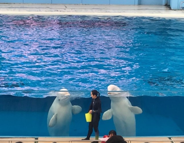 八景島海島樂園門票
