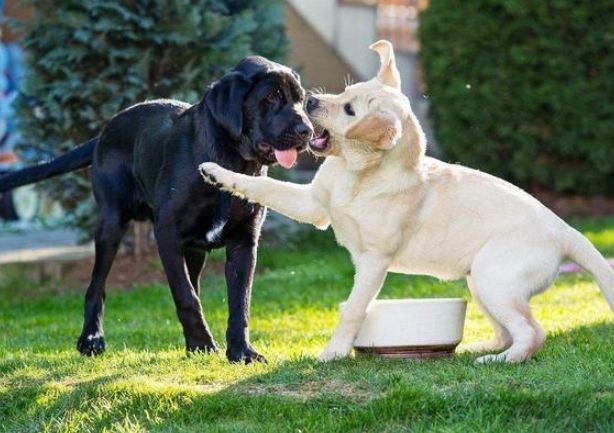 拉布拉多平均寿命