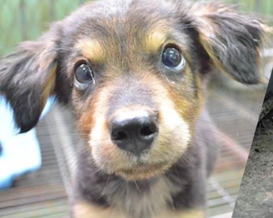 認養流浪狗注意事項