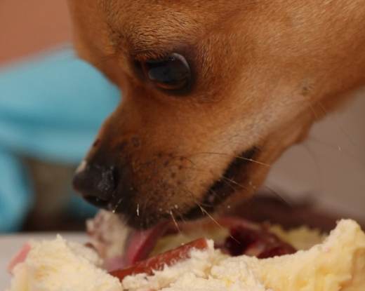 狗狗吐食物原因