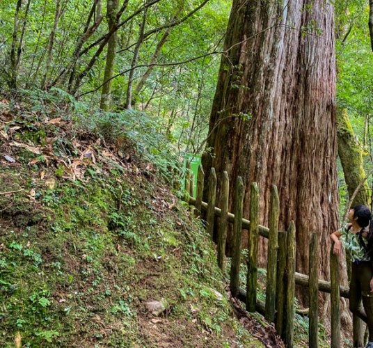 拉拉山步道長度