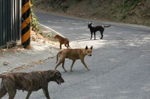流浪狗處理