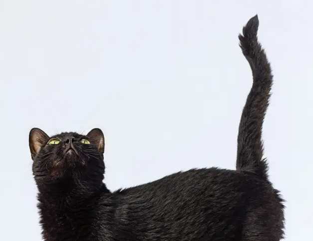 貓咪尾巴擺動意思