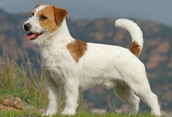 如何延長傑克羅素壽命