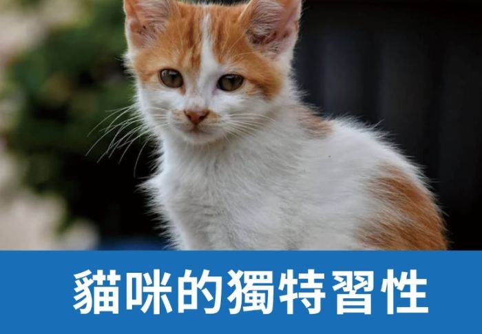 貓行為解析