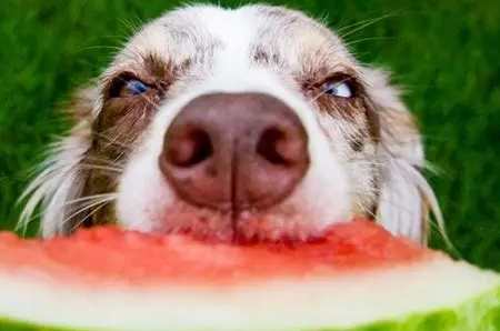 餵食西瓜注意事項