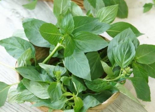 九層塔種植光照