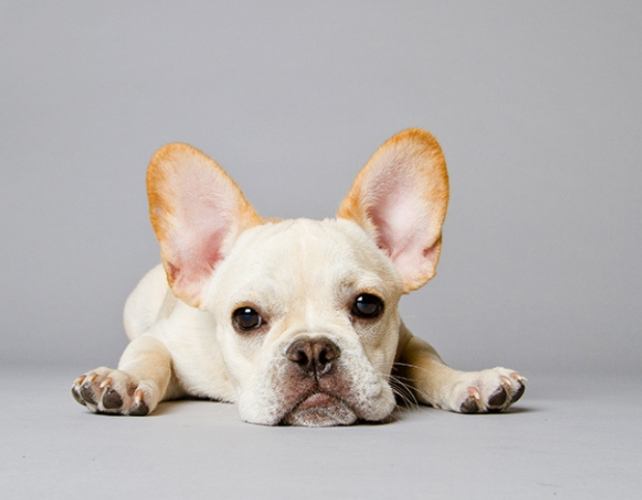 法國鬥牛犬成年照顧