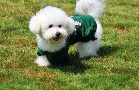 比熊犬健康問題