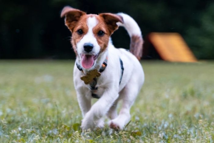 傑克羅素犬平均壽命