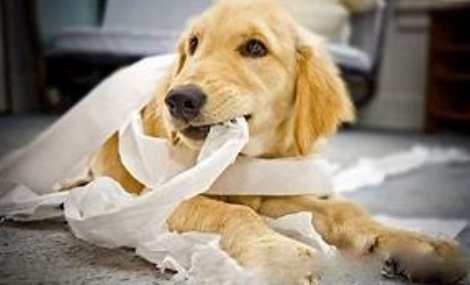 狗狗嘔吐怎麼辦