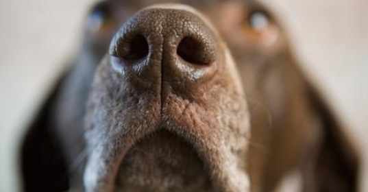 狗鼻竇炎治療費用