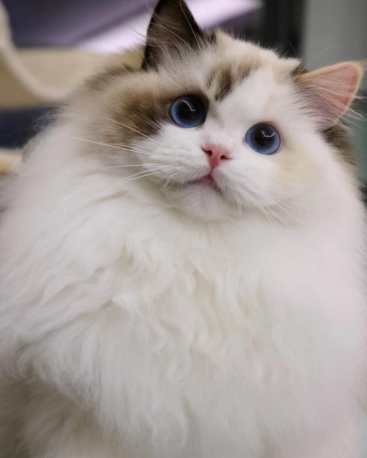 布偶貓飼養成本