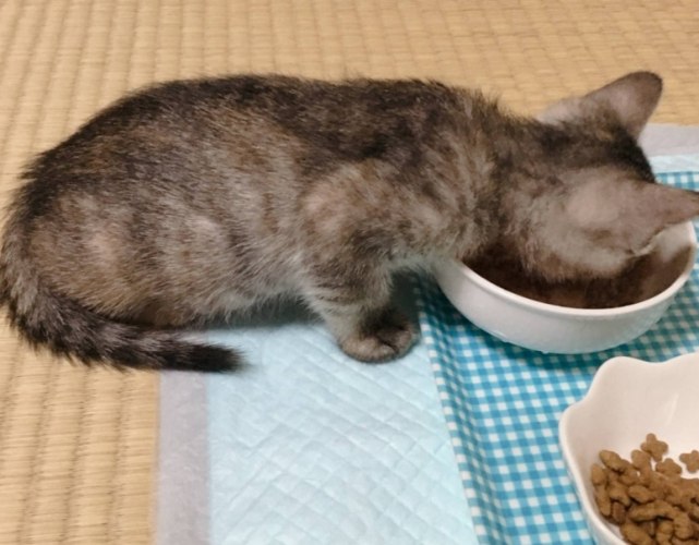 流浪猫喂食频率