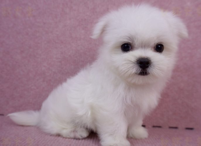 小型犬健康照顧