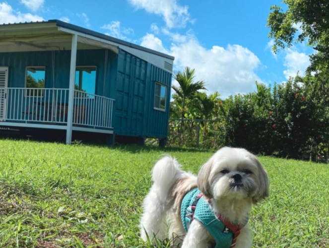 尖石寵物友善民宿